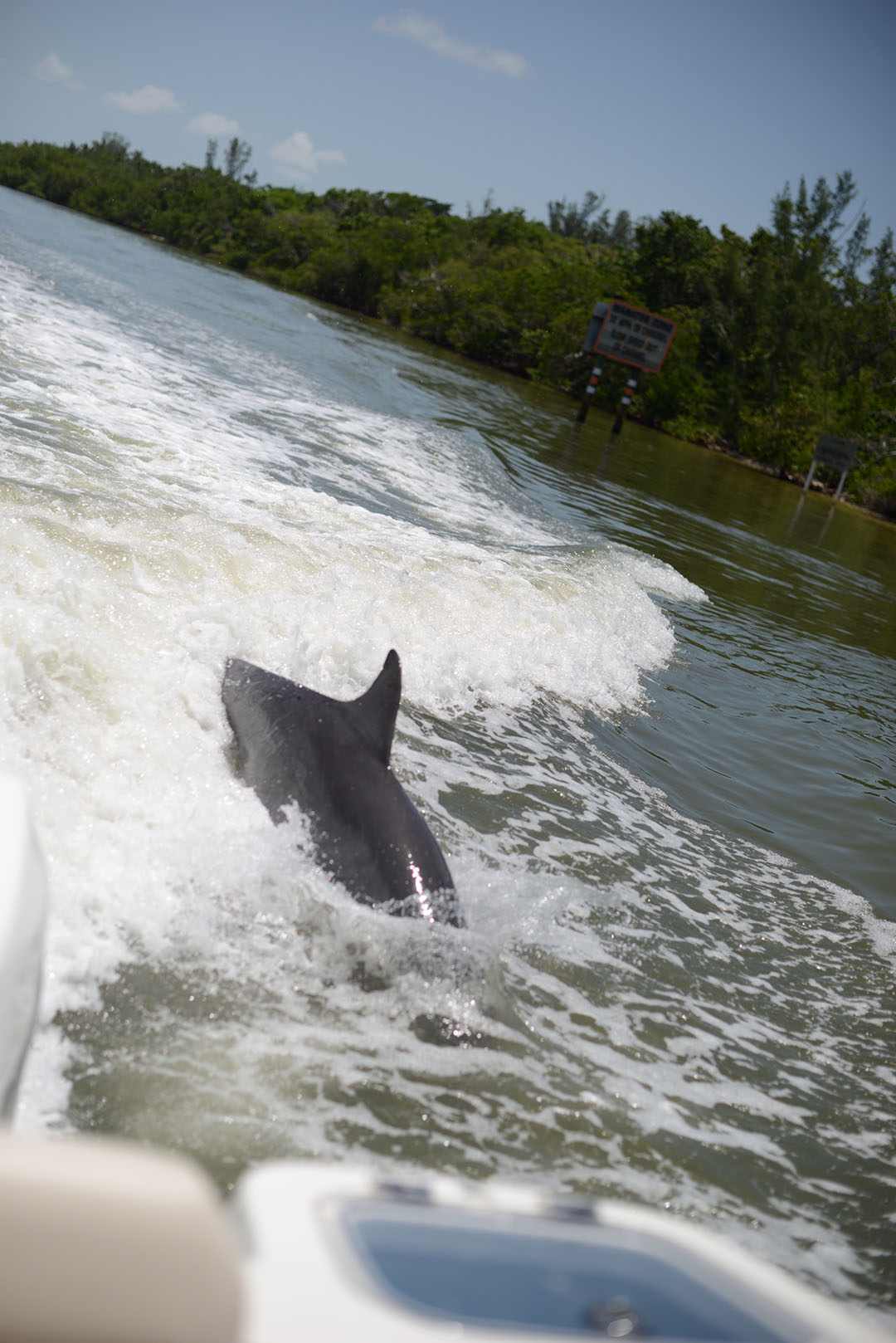 florida dolphin photographed by sara delaney