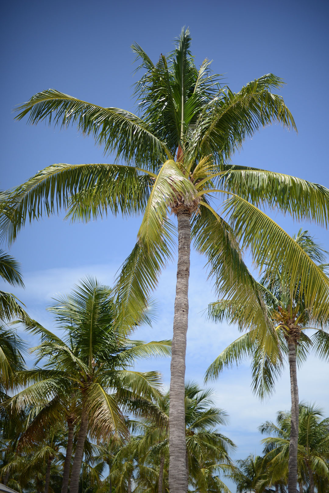 florida palm tree photographed by sara delaney