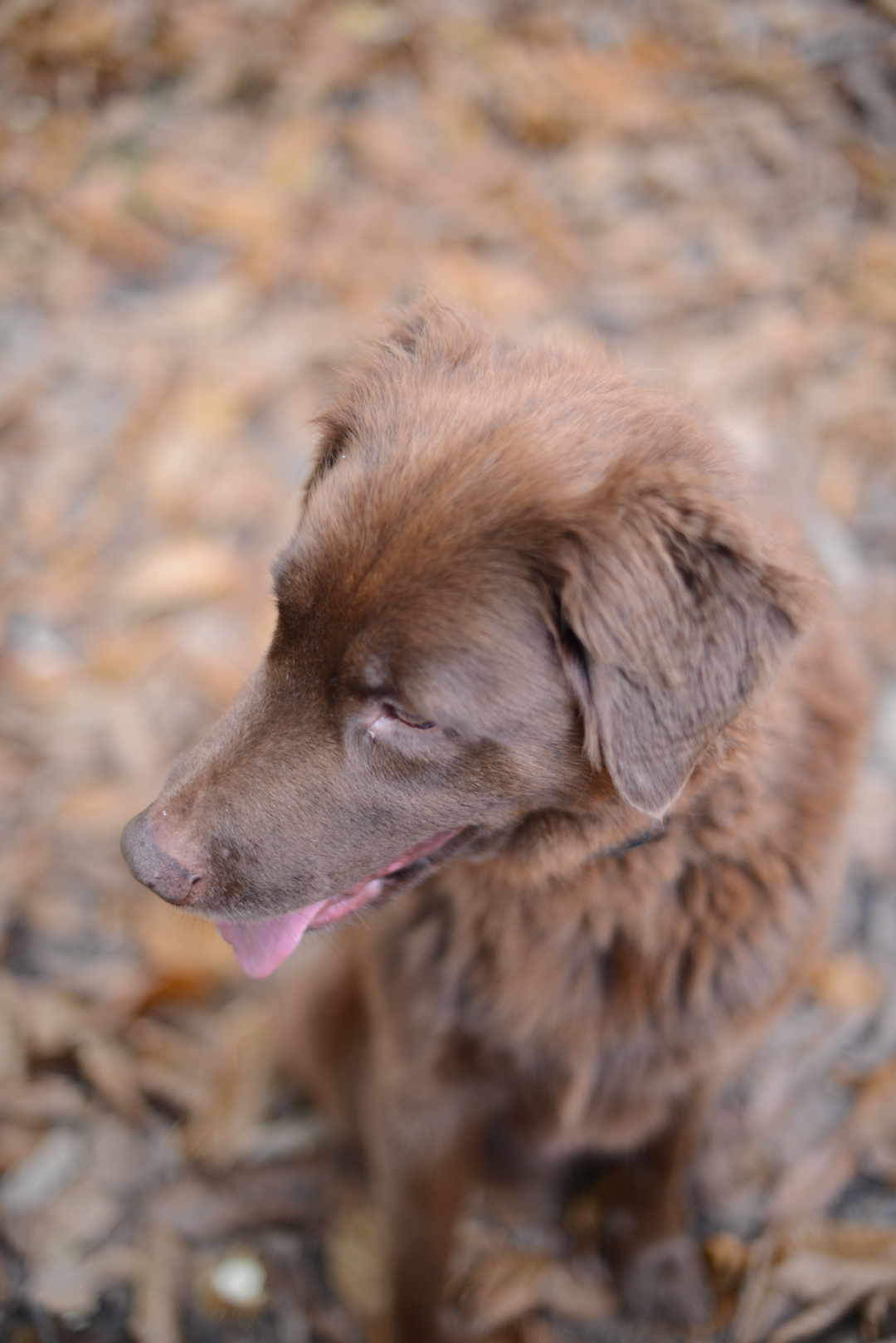 fozzie the rescue dog