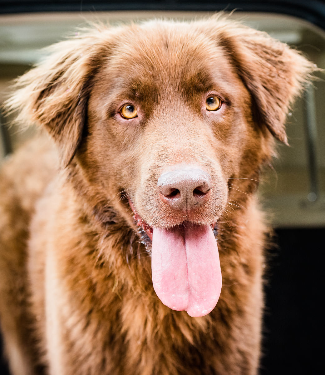 fozzie the rescue dog photographed by clare walpole