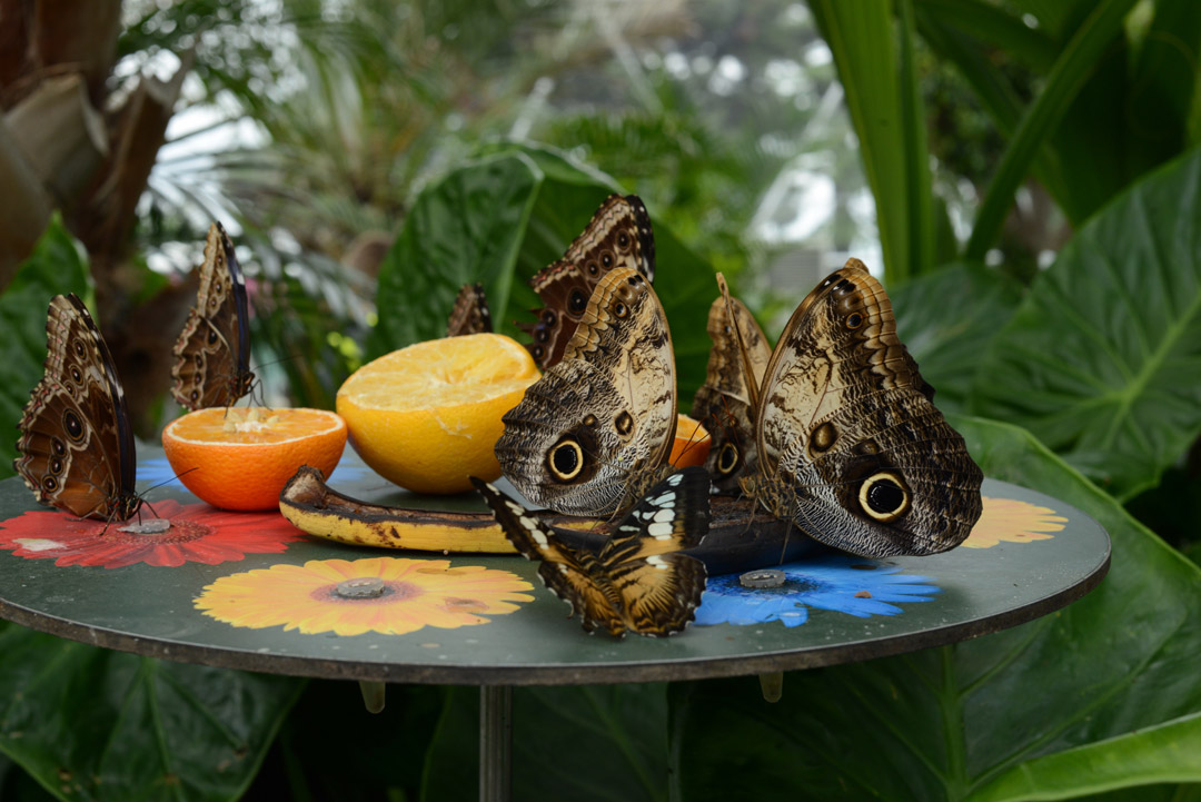 rhs-hampton-court-palace-flower-show-2017-notesfromastylist