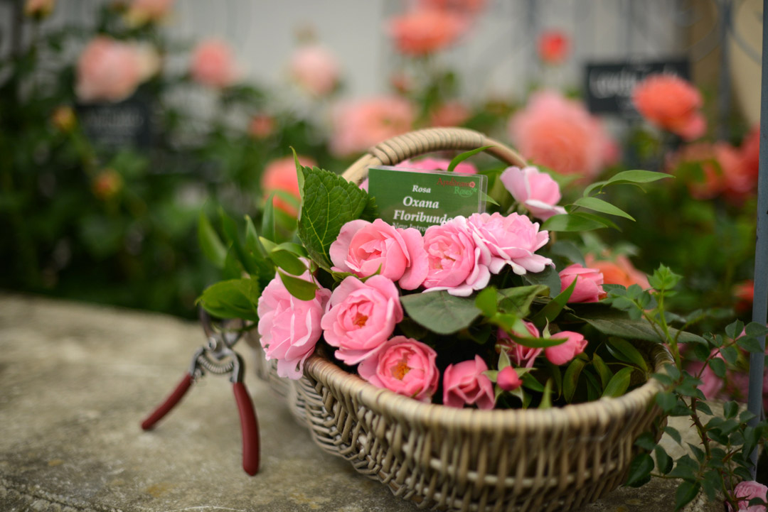 rhs-hampton-court-palace-flower-show-2017-notesfromastylist