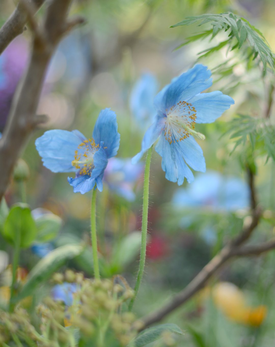 RHS-chelsea-flower-show-notesfromastylist