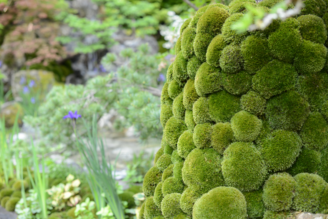 rhs-chelsea-flower-show-notesfromastylist