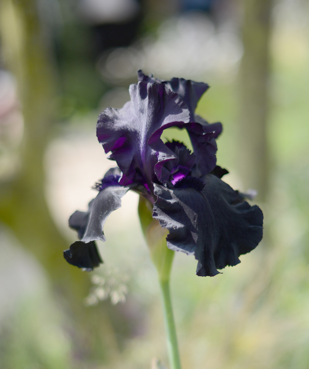 RHS-chelsea-flower-show-notesfromastylist