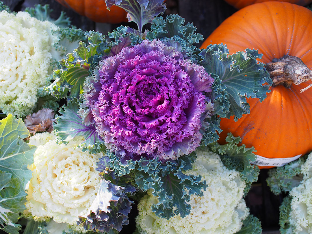 5-october-gardening-tips-notesfromastylist