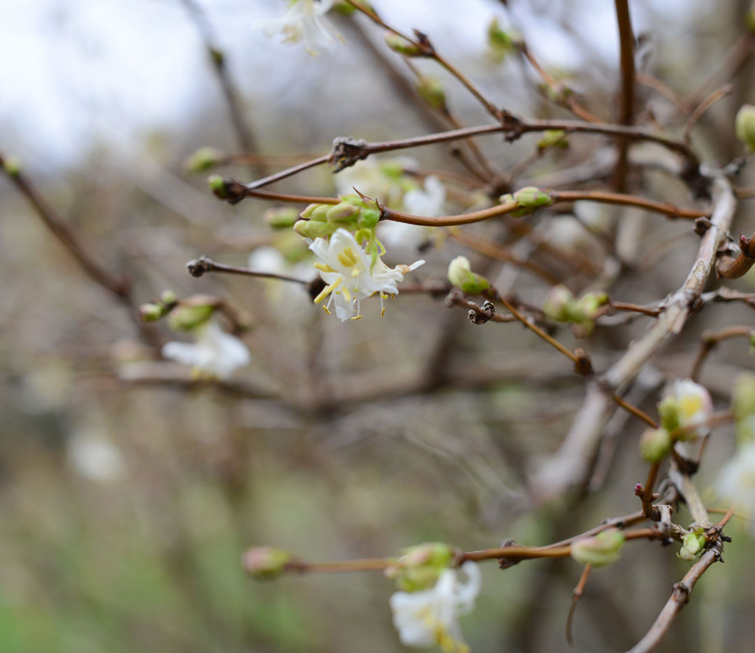 5-january-gardening-tips-notesfromastylist