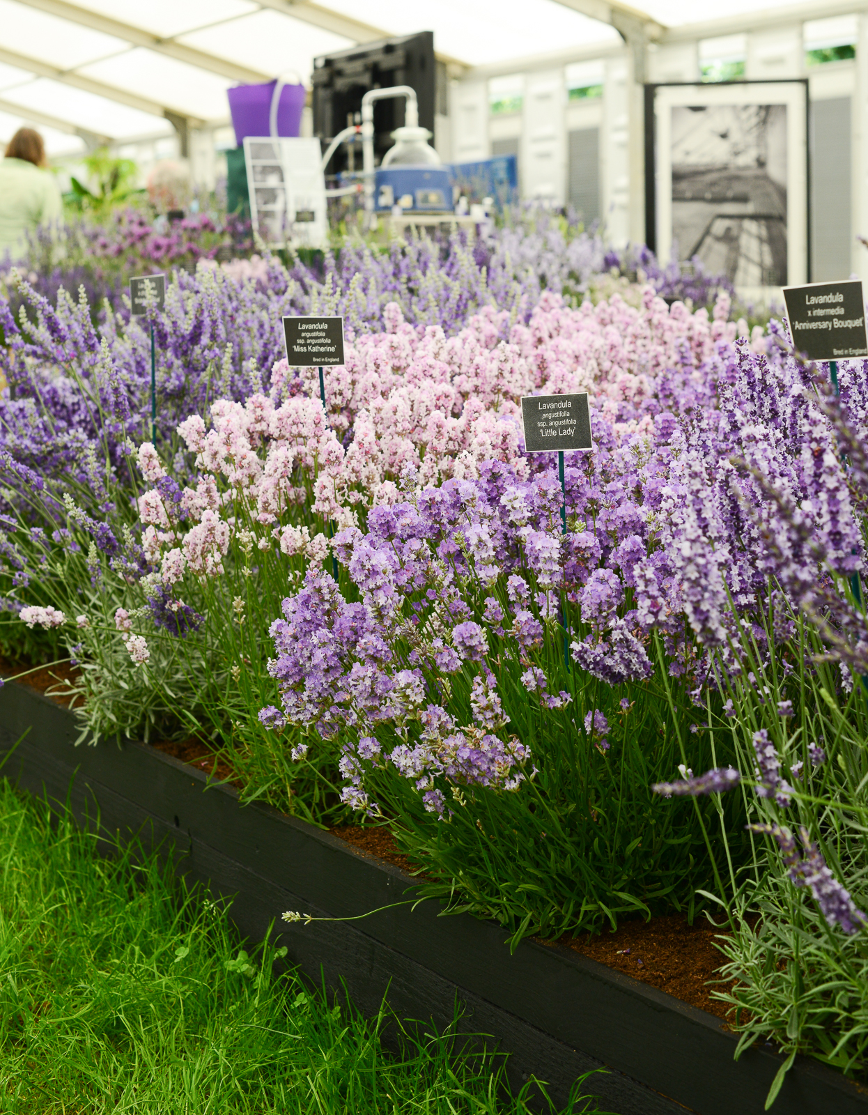 RHS Hampton Court 2019 - notes from a stylist